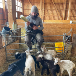 Shepherd feeding lambs
