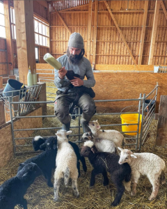 Modern day shepherd in barn with lambs feeding one from a bottle as the others look on